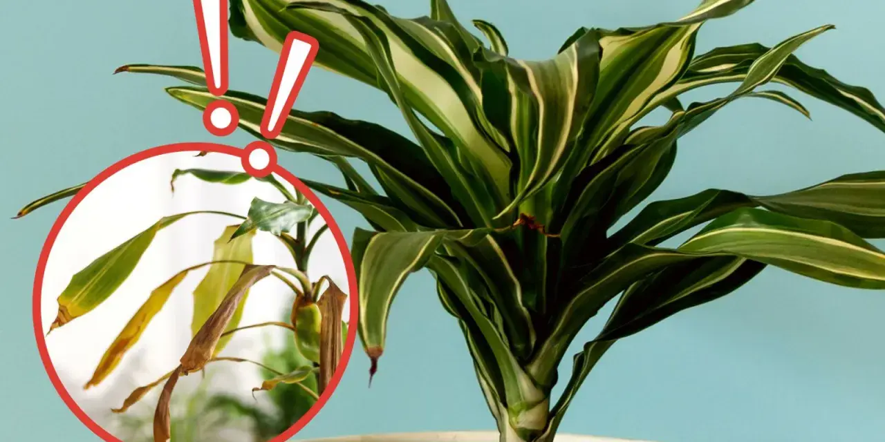 Dracena z plamami na liściach. Zbliżenie pokazuje uschnięte, żółte liście, które wymagają uwagi.