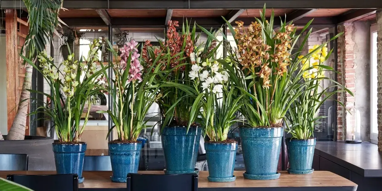 Rząd pięknych storczyków odmiany Cymbidium w niebieskich donicach. Kwiaty w odcieniach żółci, różu, brązu i bieli tworzą barwną kompozycję.