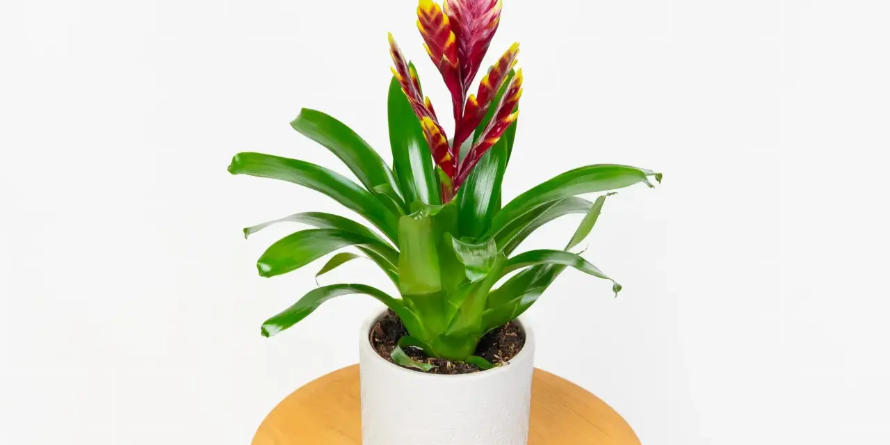 Zielona bromelia z czerwono-żółtym kwiatostanem w białej doniczce. Urocze małe kwiaty doniczkowe dodają koloru wnętrzu.