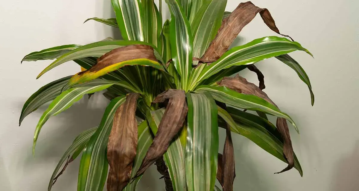 Dracena z brązowiejącymi liśćmi. Widać suche, brązowe końcówki i całe liście, które tracą zieleń.