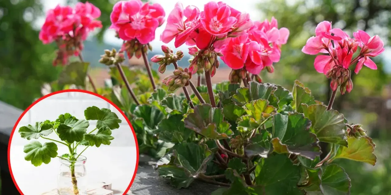 Rozmnażanie pelargonii: ukorzeniona sadzonka w wodzie obok kwitnącej rośliny.
