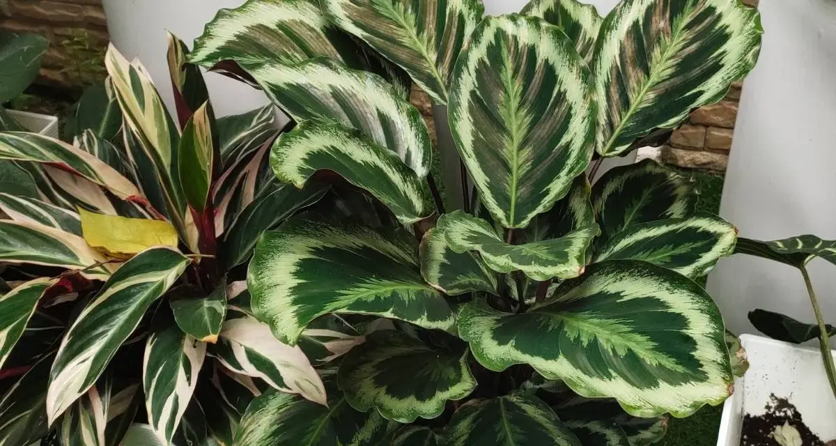 Calathea z usychającymi liśćmi, z zielono-białymi wzorami na liściach, w doniczkach obok białych ceramicznych osłonek.