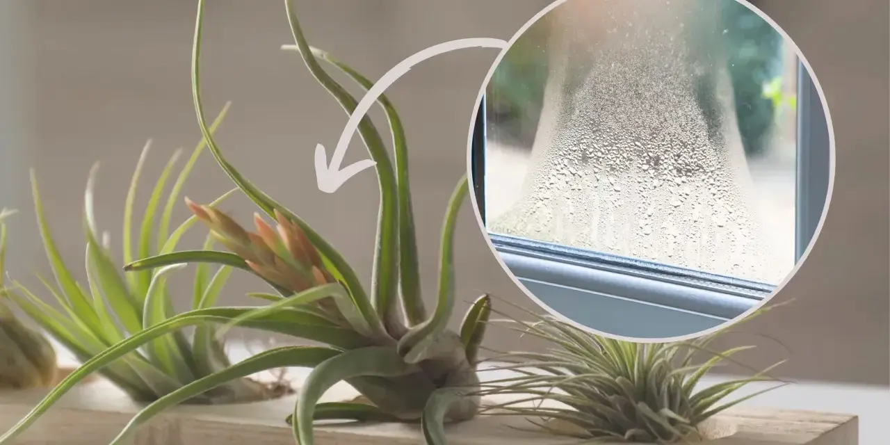 Kwiat tillandsia jak podlewać? Zraszaj ją, gdy na szybie pojawi się para, jak na zdjęciu.