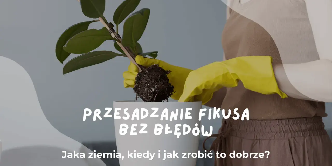 Przesadzanie fikusa bez błędów. Czy podlewać kwiaty po przesadzeniu? Dowiedz się, jak zrobić to dobrze.