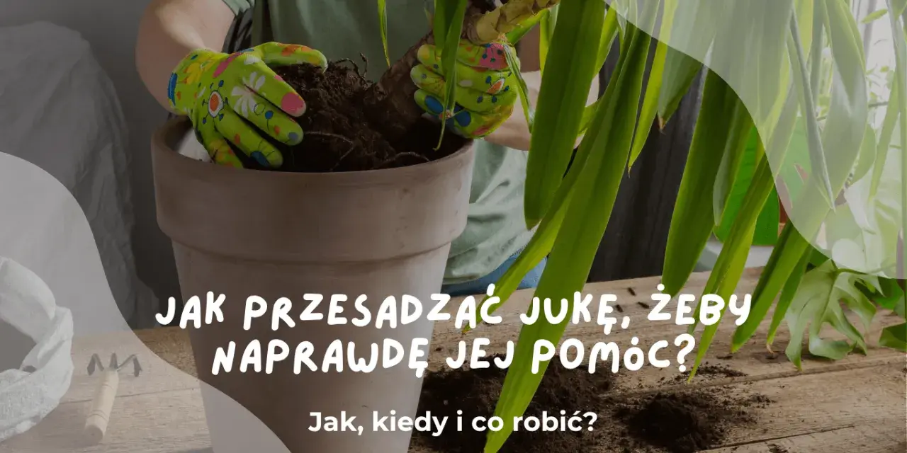 Ręce w rękawiczkach przesadzają jukę do nowej doniczki. Dowiedz się, jak przesadzić jukę, by jej pomóc.