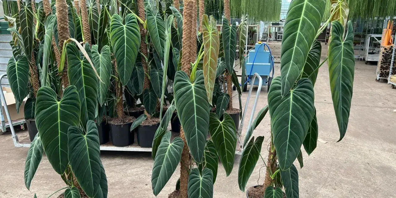 Wielkie, aksamitne liście Philodendron melanochrysum pięknie pną się po palikach. Idealne warunki do uprawy w szklarni.