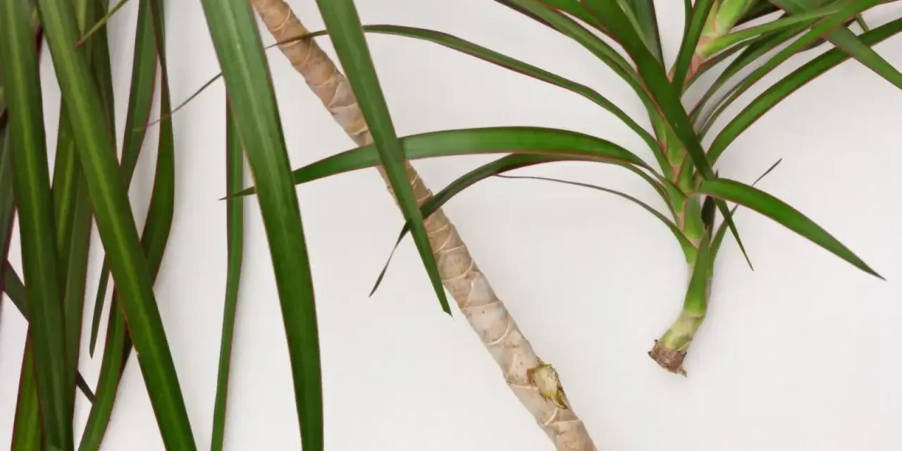 Zielona dracena z czerwonymi brzegami liści, gotowa do rozmnożenia. Jak rozmnożyć dracenę? Odcięty fragment łodygi z liśćmi.