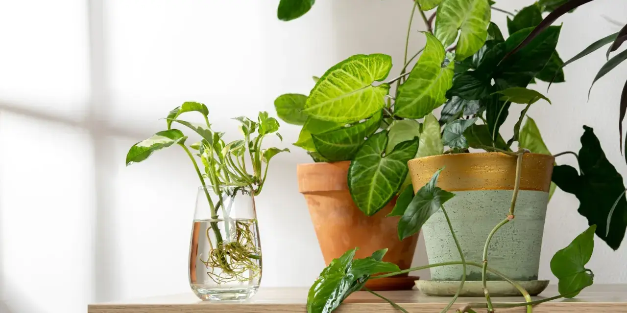 Syngonium rozmnażanie: sadzonka w szklance z wodą i ukorzenione rośliny w doniczkach.
