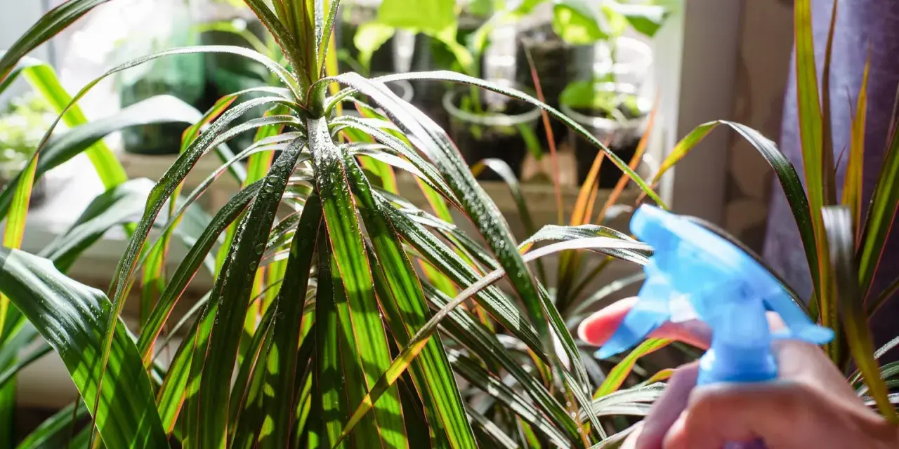 Dracena marginata podlewanie. Ręka z niebieskim spryskiwaczem zrasza liście rośliny, tworząc na nich krople wody.