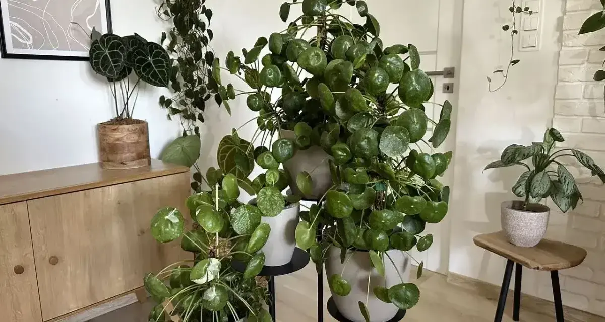 Pilea peperomioides w pełnym rozkwicie, z okrągłymi liśćmi tworzącymi gęste kępy. Obok inne rośliny doniczkowe.
