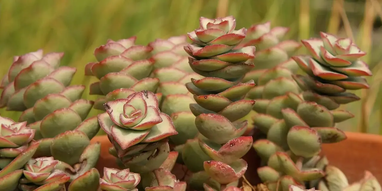 Kaskadowe pędy crassula perforata z zielonymi liśćmi i czerwonymi brzegami, tworzące piękne, spiralne formy.