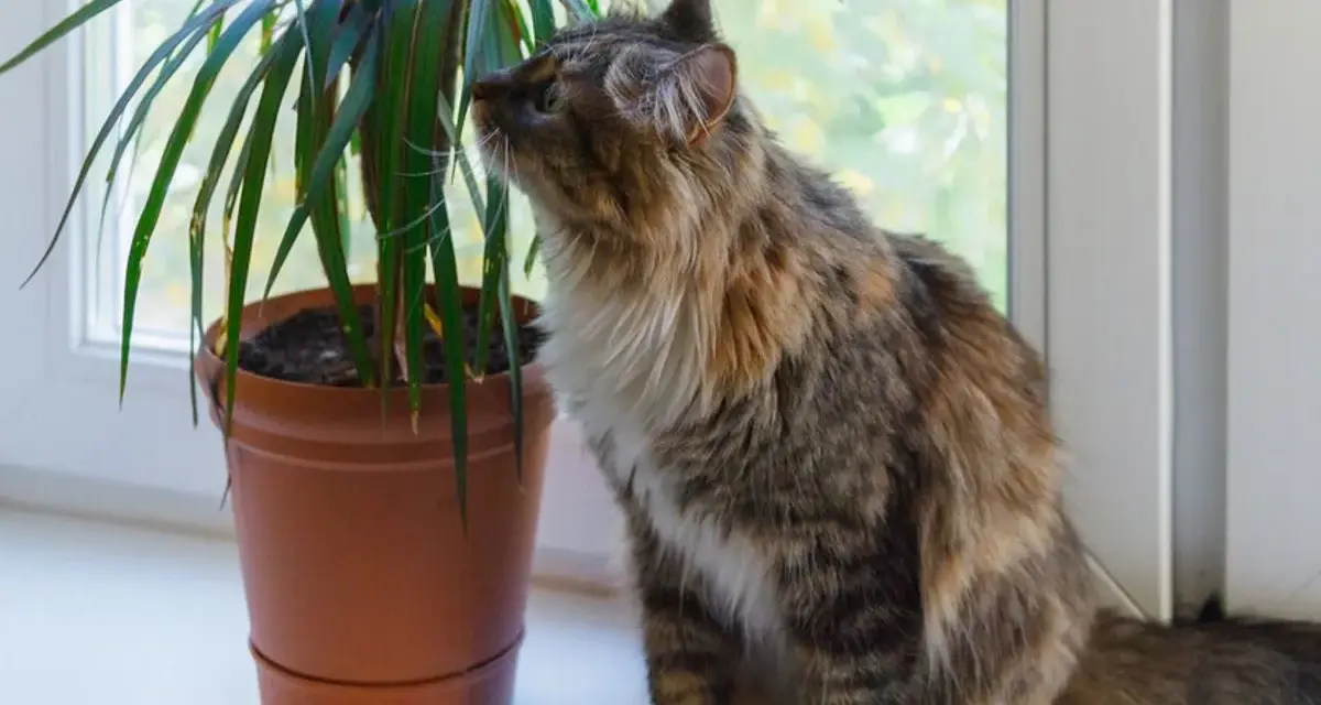 Puszysty kotek węszy przy dracenie, zastanawiając się, czy dracena jest trująca.