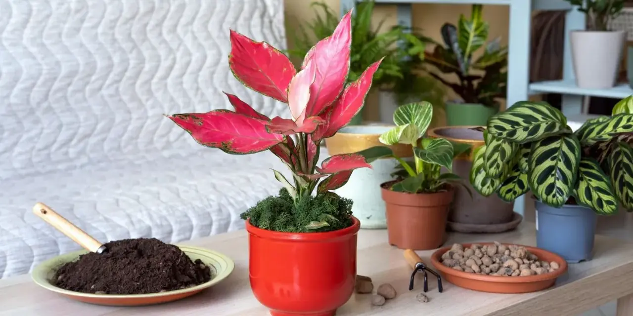 Aglaonema w czerwonej doniczce, obok ziemia i keramzyt. Idealna ziemia dla aglaonemy to lekka i przepuszczalna.