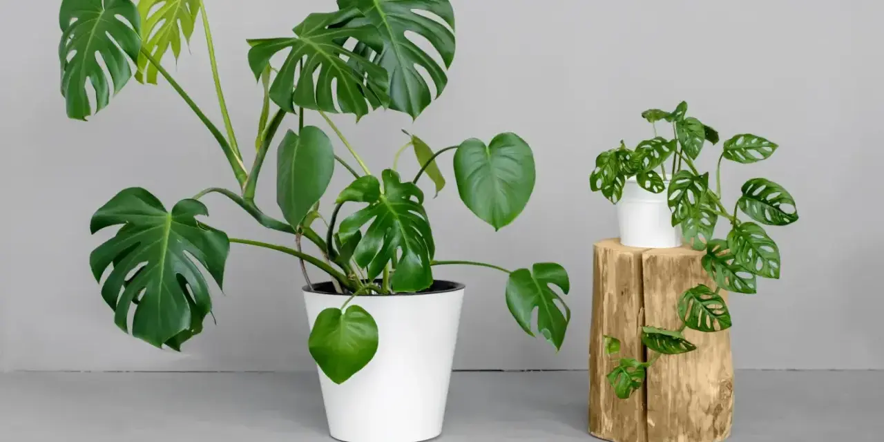 Dwie monstery: duża, w białej donicy, i mniejsza, z dziurawymi liśćmi, przypominająca monstera monkey, na drewnianym pniu.