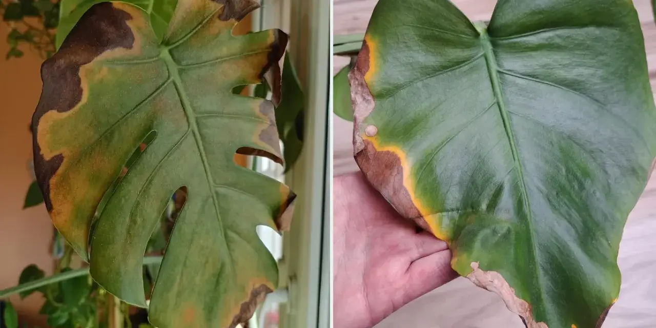 Monstera ma brązowe, usychające końcówki liści. Widać żółte przebarwienia i suche, kruche brzegi.