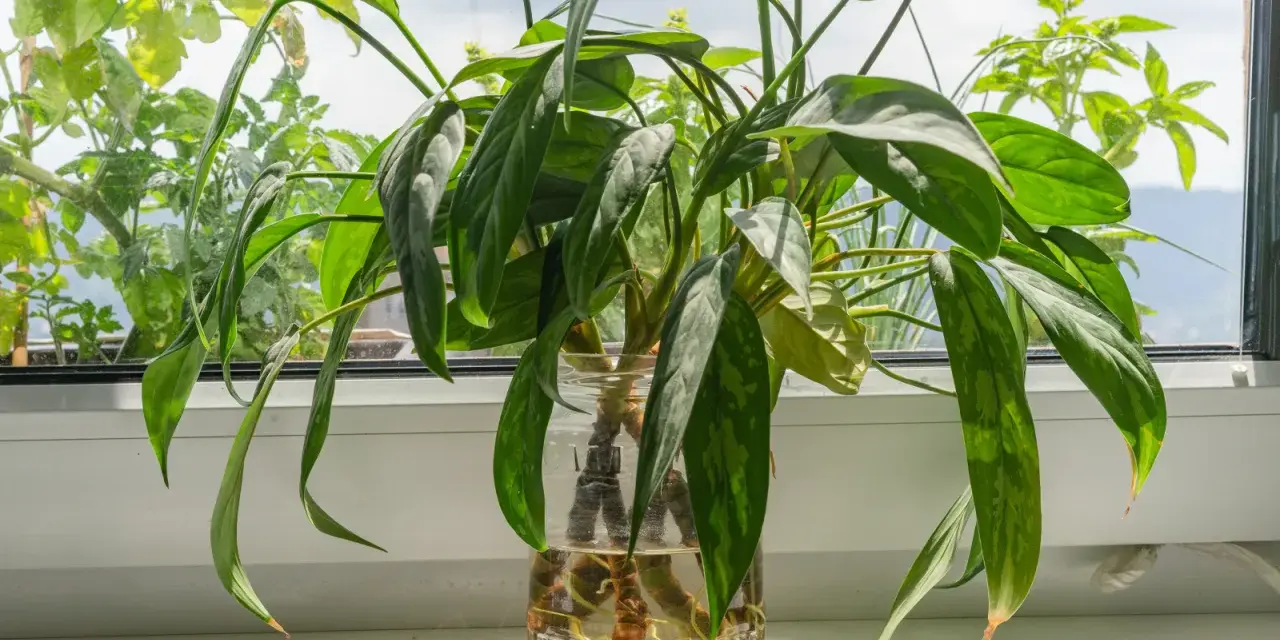 Aglaonema rozmnażanie w wodzie. Zielone liście rośliny w szklanym naczyniu z wodą, na parapecie.