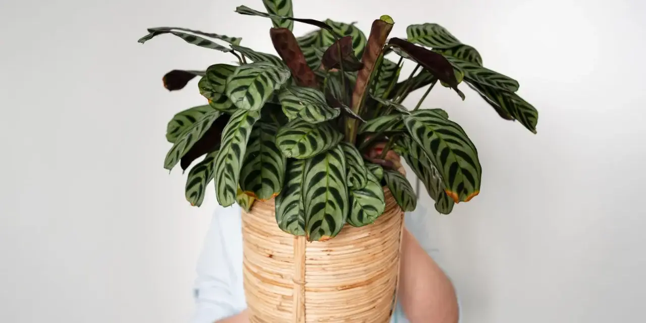 Piękna Calathea w plecionej osłonce, gotowa do rozmnażania. Jej liście z ciemnymi pasami zachwycają.