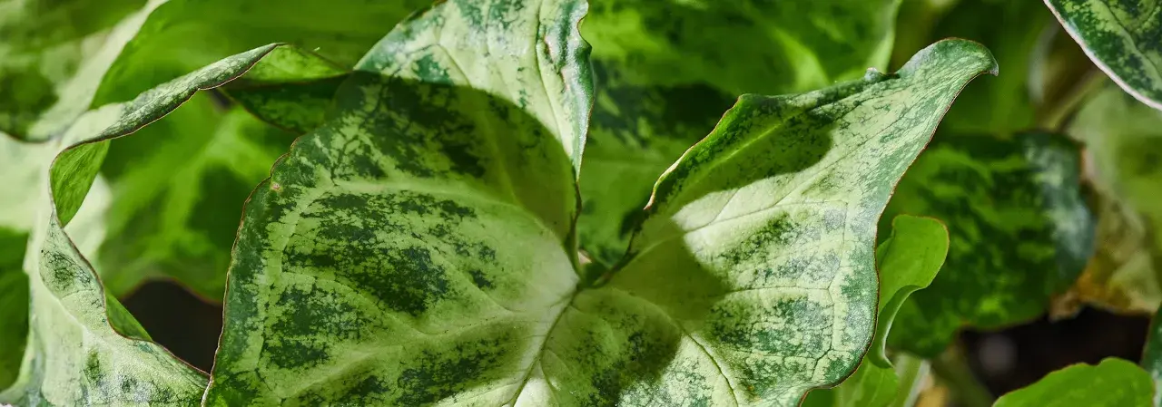 Liście syngonium z plamami, które mogą wskazywać na choroby.