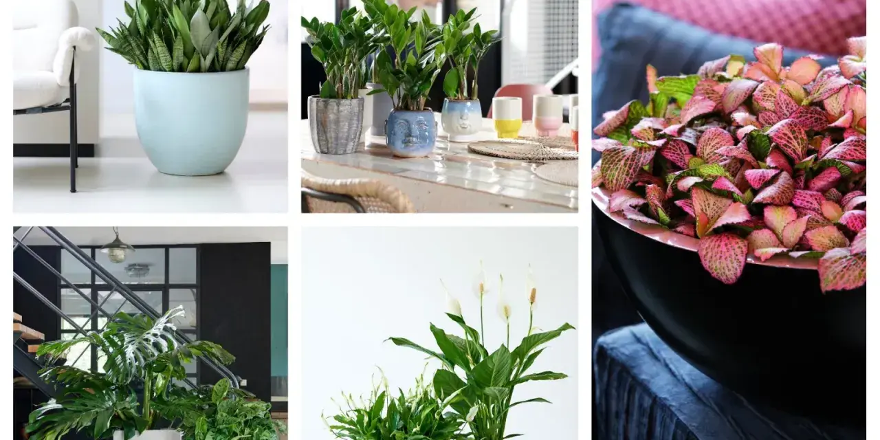 Rośliny doniczkowe, które lubią cień: sansewieria, zamiokulkas, monstera, skrzydłokwiat.