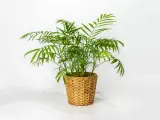 Chamaedorea elegans w plecionym koszu. Idealna ziemia dla tej palmy to lekka, przepuszczalna mieszanka.