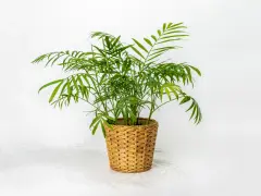 Chamaedorea elegans w plecionym koszu. Idealna ziemia dla tej palmy to lekka, przepuszczalna mieszanka.
