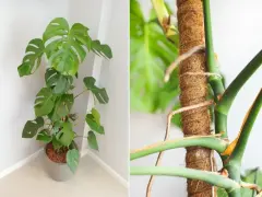 Monstera pnie się po słupku kokosowym, a jej korzeń powietrzny szuka wsparcia.