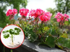 Rozmnażanie pelargonii: ukorzeniona sadzonka w wodzie obok kwitnącej rośliny.
