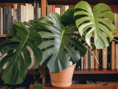Monstera w beżowej doniczce, na półce z książkami. Czy doniczka musi mieć dziurki? Ta roślina zdaje się prosperować.