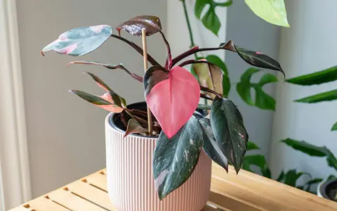Kwiat philodendron Pink Princess z różowymi i zielonymi liśćmi w jasnoróżowej doniczce.