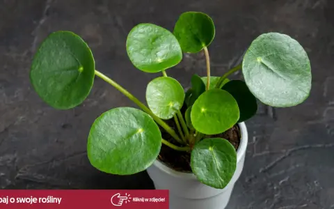 Rośliny bezpieczne dla kota: Pilea peperomiowata z okrągłymi, zielonymi liśćmi w białej doniczce.