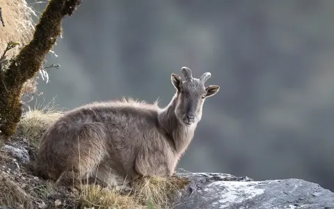Górski kozioł na Mount Everest, czy jest trujący? Nie, himalajski tahr nie jest trujący.