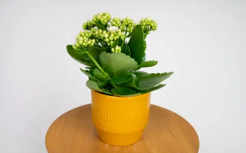 Kalanchoe w żółtej doniczce, z zielonymi liśćmi i pąkami kwiatów, gotowe do kwitnienia. Roślina potrzebuje odpowiedniej ziemi do rozwoju.