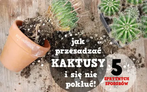 Jak przesadzić kaktusa, by się nie pokłuć? Oto 5 sprytnych sposobów na bezpieczne przesadzanie kaktusów.