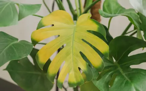 Monstera z żółknącymi liśćmi. Widać, że filodendron żółkną liście, tracąc soczystą zieleń.
