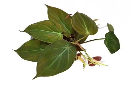 Philodendron micans z sercowatymi, aksamitnymi liśćmi w odcieniach zieleni i brązu, z widocznymi jaśniejszymi żyłkami.