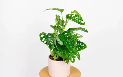 Monstera monkey, znana z dziurawych liści, nie jest trująca, ale jej sok może podrażniać skórę.