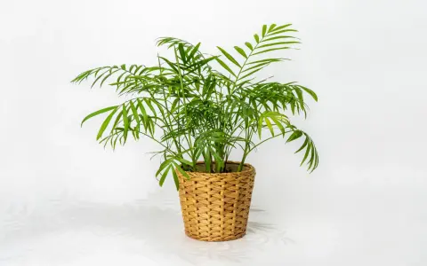 Chamaedorea elegans w plecionym koszu. Idealna ziemia dla tej palmy to lekka, przepuszczalna mieszanka.