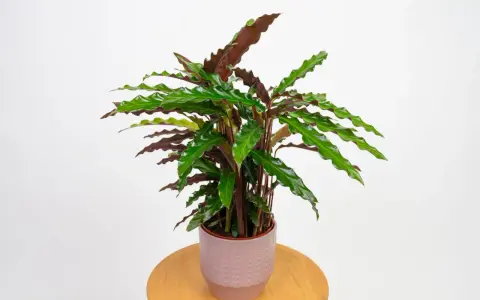 Calathea rufibarba w ozdobnej doniczce. Dowiedz się, jak pielęgnować tę piękną roślinę, by cieszyć się jej egzotycznym wyglądem.