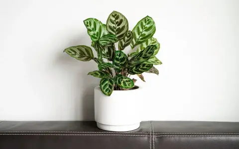 Piękna calathea w białej doniczce, gotowa do przesadzania. Jej liście z zielonymi i białymi wzorami przyciągają wzrok.