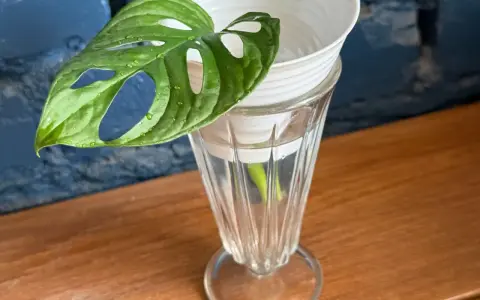 Monstera z liścia w szklance z wodą, przygotowana do rozmnażania. Zielony liść z charakterystycznymi otworami.