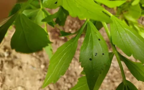 Zielone liście z widocznymi czarnymi kropkami, być może ślady po owadach lub chorobie.