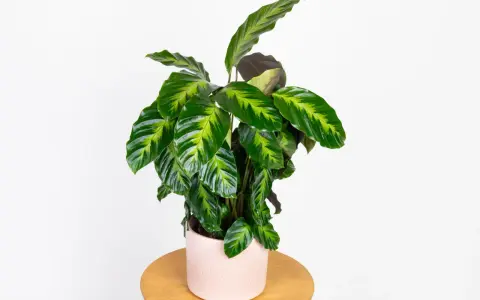 Calathea w różowej doniczce na drewnianym stoliku. Potrzebuje przepuszczalnej ziemi, by pięknie rosła.