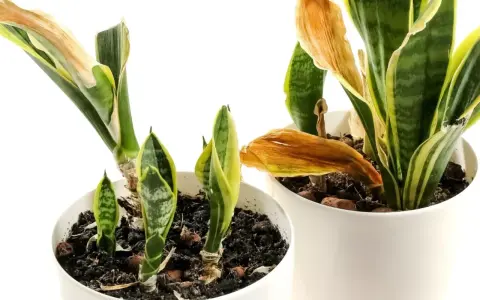 Sansevieria superba w doniczkach, z nowymi pędami i uschniętymi liśćmi.