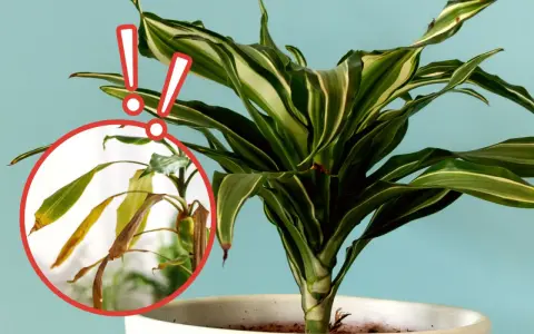 Dracena z plamami na liściach. Zbliżenie pokazuje uschnięte, żółte liście, które wymagają uwagi.