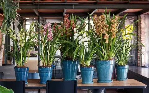 Rząd pięknych storczyków odmiany Cymbidium w niebieskich donicach. Kwiaty w odcieniach żółci, różu, brązu i bieli tworzą barwną kompozycję.