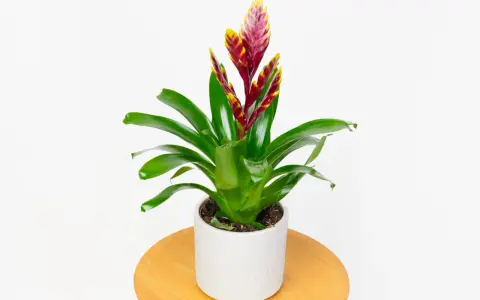 Zielona bromelia z czerwono-żółtym kwiatostanem w białej doniczce. Urocze małe kwiaty doniczkowe dodają koloru wnętrzu.