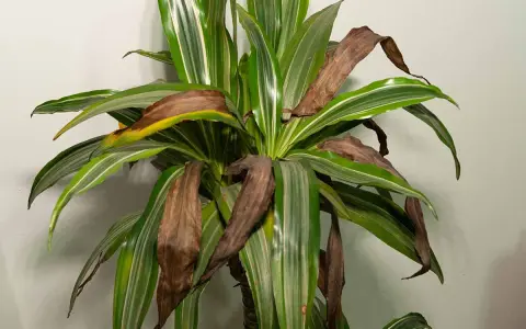 Dracena z brązowiejącymi liśćmi. Widać suche, brązowe końcówki i całe liście, które tracą zieleń.