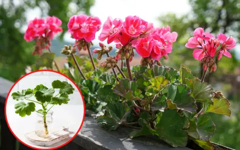 Rozmnażanie pelargonii: ukorzeniona sadzonka w wodzie obok kwitnącej rośliny.