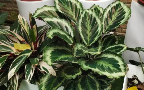 Calathea z usychającymi liśćmi, z zielono-białymi wzorami na liściach, w doniczkach obok białych ceramicznych osłonek.