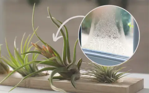 Kwiat tillandsia jak podlewać? Zraszaj ją, gdy na szybie pojawi się para, jak na zdjęciu.